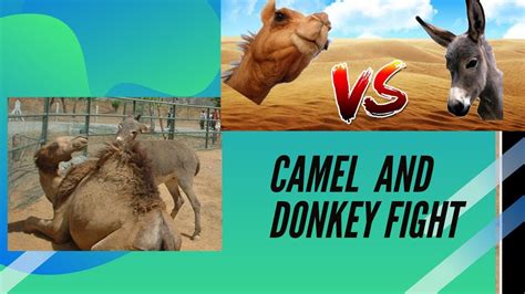 donkey vs camel|camel vs donkey color.